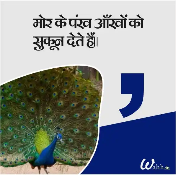 Beautiful Cute Peacock Quotes In Hindi