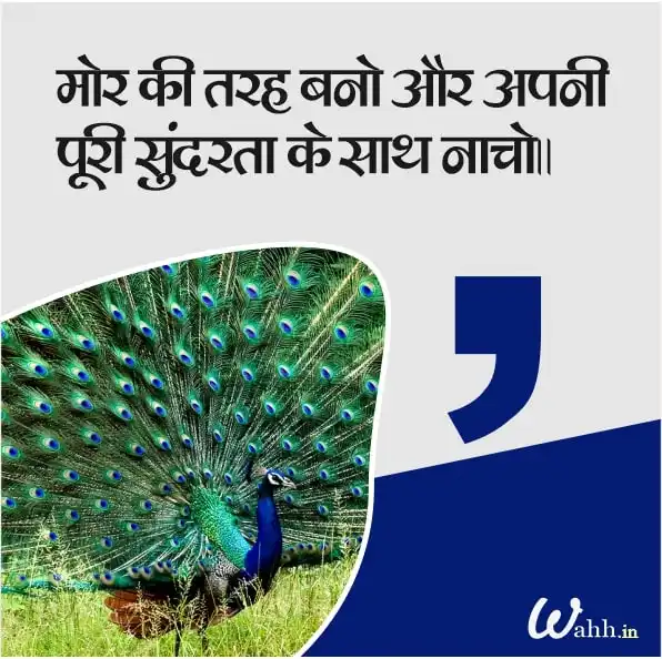 Beautiful Peacock Quotes In Hindi