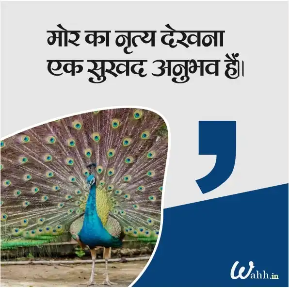 Peacock Captions for Instagram In Hindi