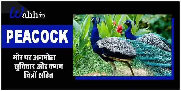Peacock Quotes In Hindi
